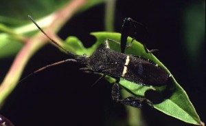 leaffooted bug