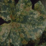 leafminer damage