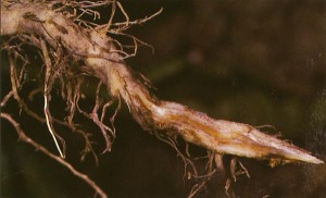 phytophthora root rot damage