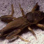 southern mole cricket