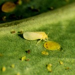 whitefly adult