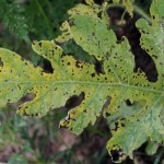 Anthracnose symptom showing small, brown‑black spots usually after vines begin to "run".