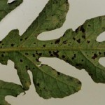 Anthracnose lesions visible on the underside of leaves