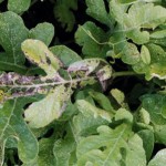 Anthracnose lesions can coalesce, causing the leaves to die