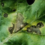 Myrothecium Leaf Spot lesions can coalesce
