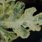 Leaf mosaic may be in association with raised areas on leaves.