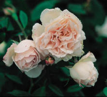 Image of The Spice shrub rose