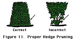 figure 11, proper hedge pruning