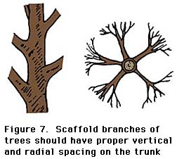 figure 7, scaffold branches of trees should have proper vertical and radial spacing on the trunk