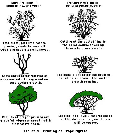 Follow Proper Pruning Techniques - Earth-Kind® Landscaping Landscaping