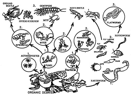Diagram showing various organisms responsible for composting