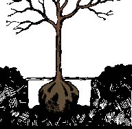 drawing of tree root ball in hole