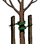 drawing of stakes on tree trunk