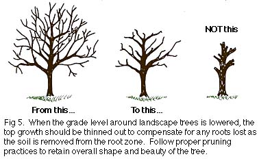 figure 5, proper pruning