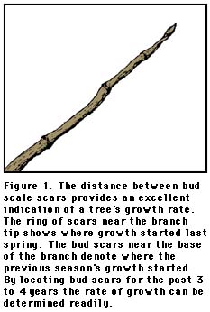 figure 1, showing bud scale scars