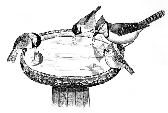 drawing of a birdbath showing several species of birds drinking from it