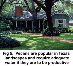 Fig 5. Pecans are popular in Texas landscapes and require adequate water if they are to be productive.