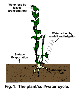Fig. 1 the plant//soil/water cycle. Shows water loss by leaves (transpiration), surface evaporation, water added by rainfall and irrigation and absorption by roots.