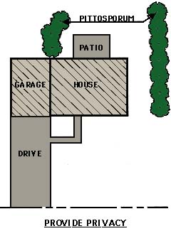 drawing showing line plantings used for privacy