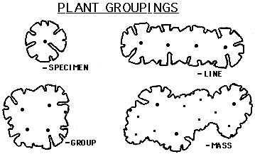 drawing of rough outlines of plant grouping options: specimen, line, group and mass