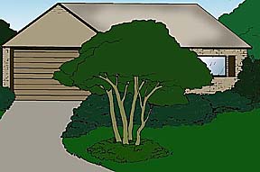 drawing showing a view of a house with a specimen planting