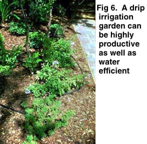 Fig 6. A drip irrigation garden can be highly productive as well as water efficient.