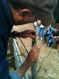 Larry Womack grafting pecans